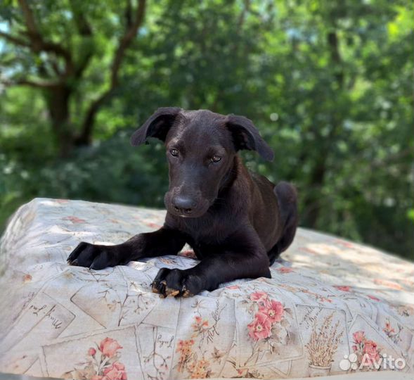 Щенок в добрые руки