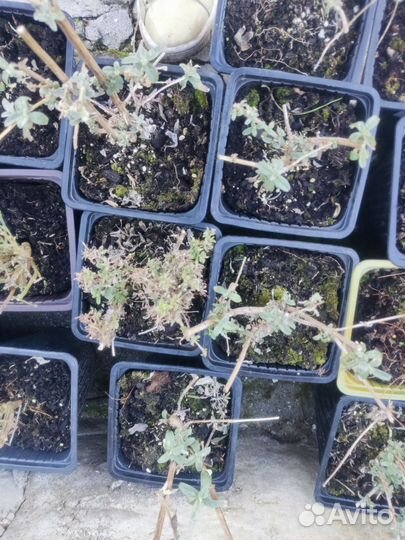 Буддлея Давида