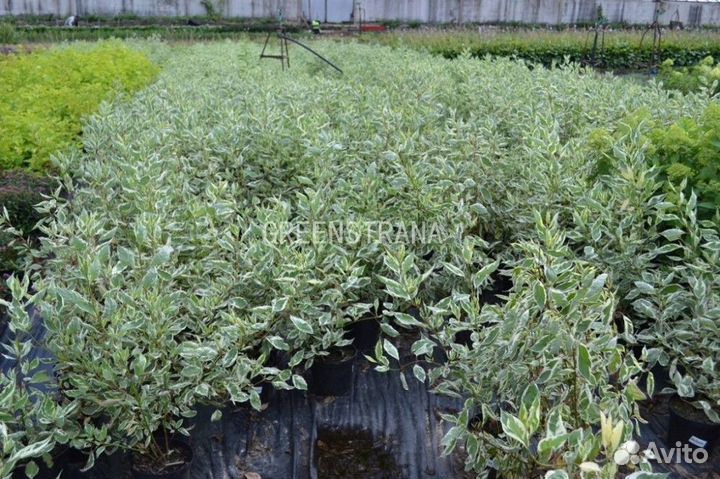 Дерен белый Elegantissima/80-90 см