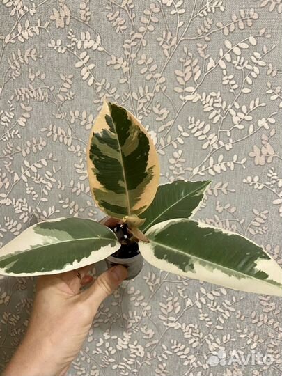 Фикус Тинеке