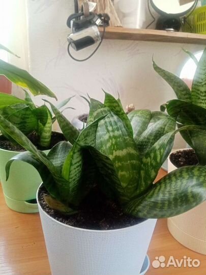 Сансевиерия ханни