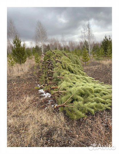 Сосна, ель, пихта, лапник