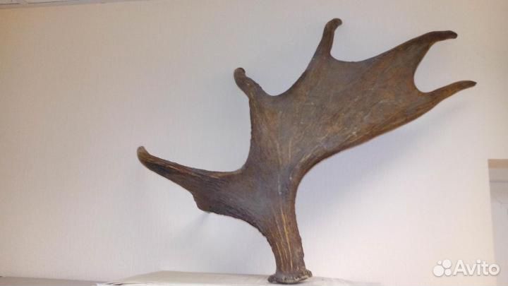 Лосиный рог