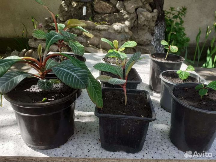 Молочай беложильный