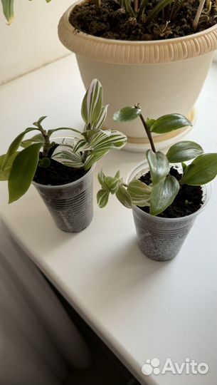 Традесканция