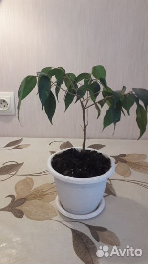 Фикус Бенджамина