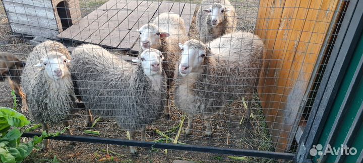 Овцы бараны
