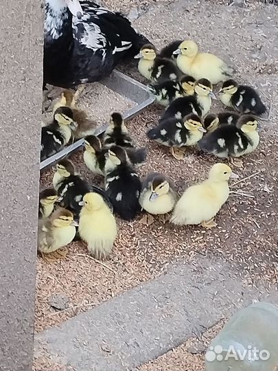 Мускусные утята (индо утки)