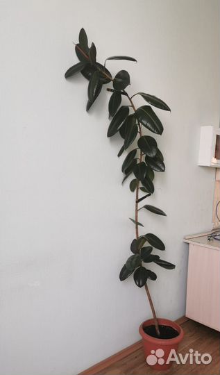 Фикус большой