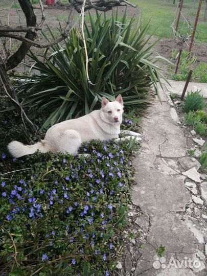 Отдаем щенков