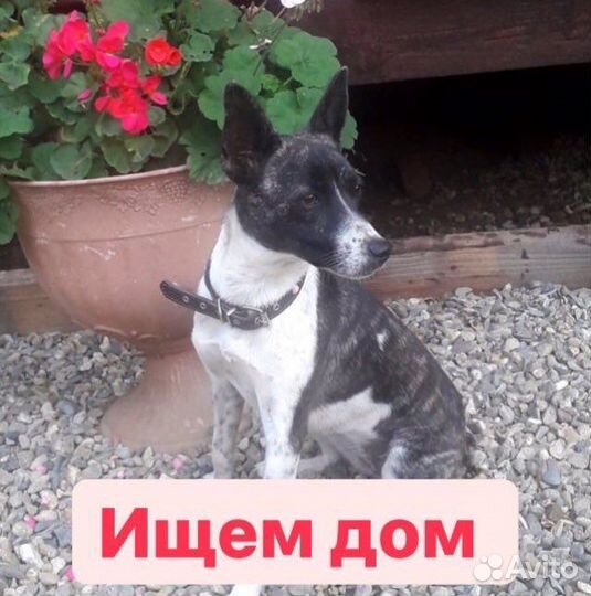 Мотя ищет дом