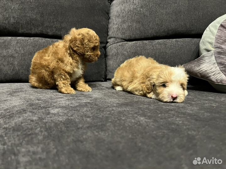 Щенки мальтипу F1 Москва