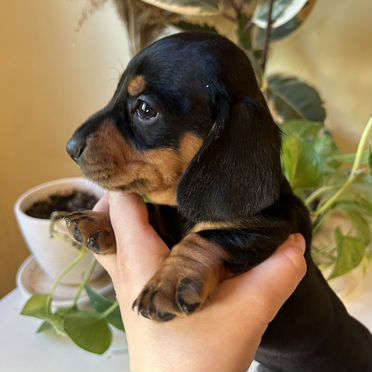 Кроличья такса, щенок