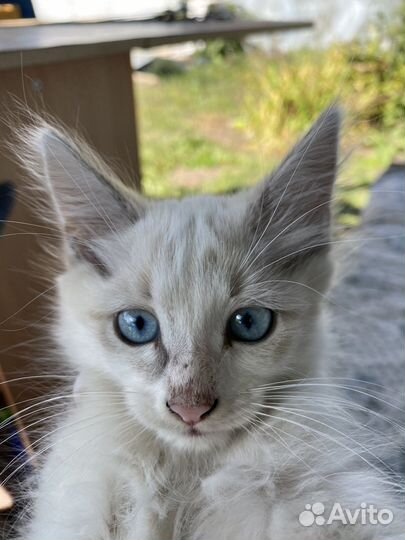 Котенок в добрые руки