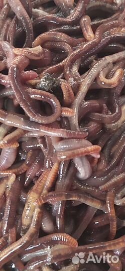 Черви Калифорнийские