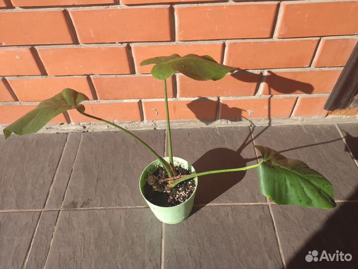 Зигокактус, сингониум, монстера, алоказия Комнат