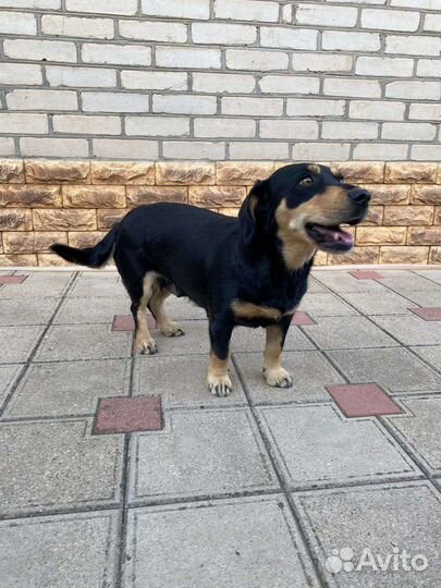 Маленькая собака в добрые руки