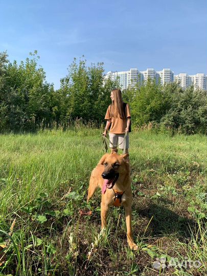 Овчарка метис в добрые руки