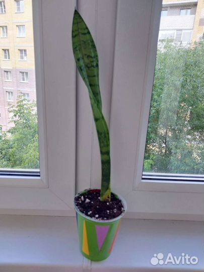 Сансевиерия два вида