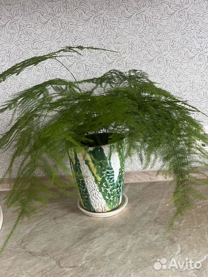 Аспарагус перистый