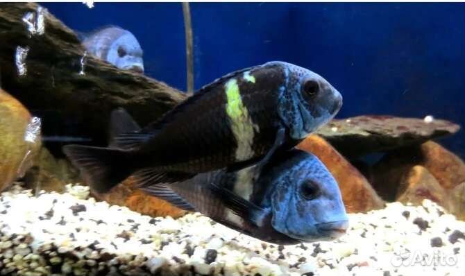 Аквариумные рыбки