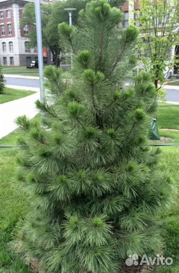 Кедр корейский 4 года