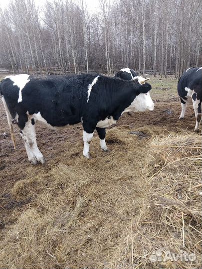 Быки и телки живым весом