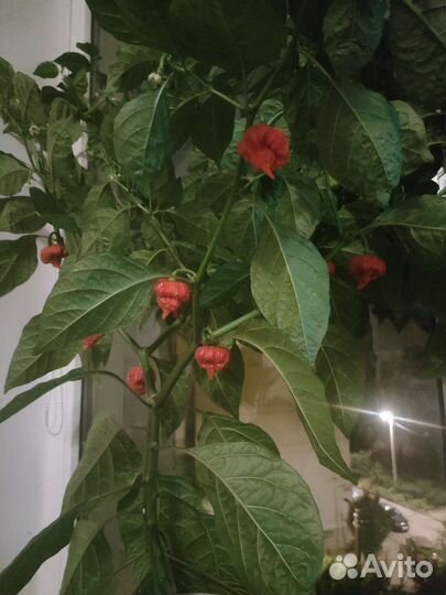 Перец Каролина Рипер свежие плоды