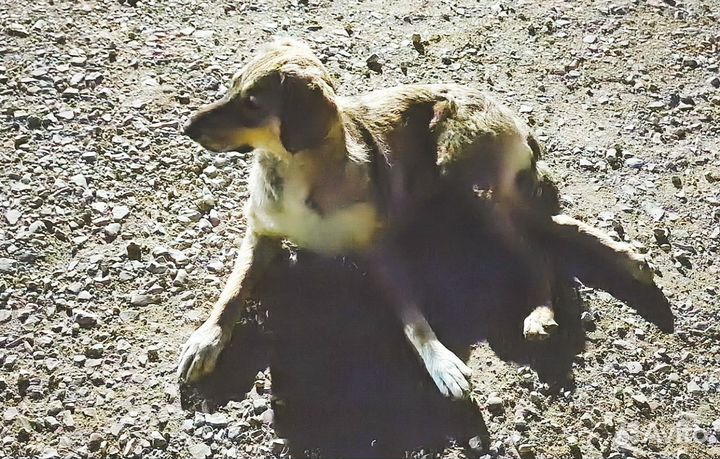 Собака в добрые руки