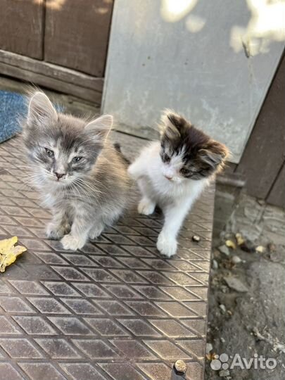 Кот и кошка