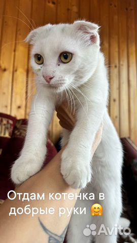 Белый вислоухий котенок