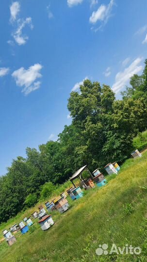 Мед настоящий