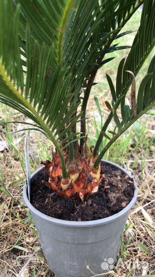 Цикас революта