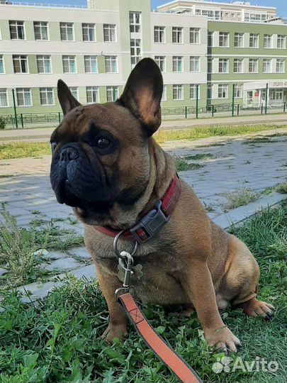 Французский бульдог вязка