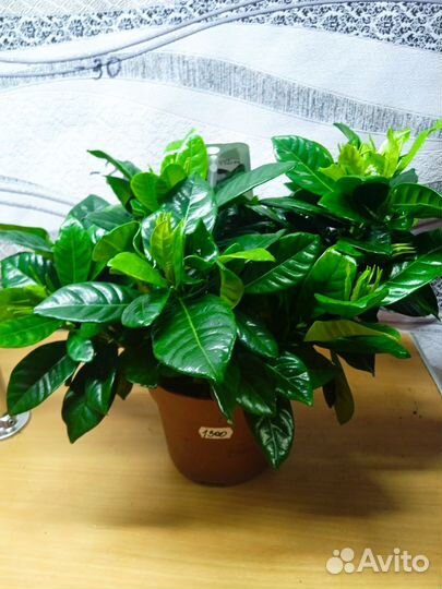 Гардения жасминовидная,Строманта Триостар