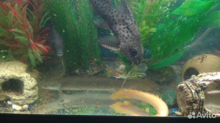 Аквариумные рыбки