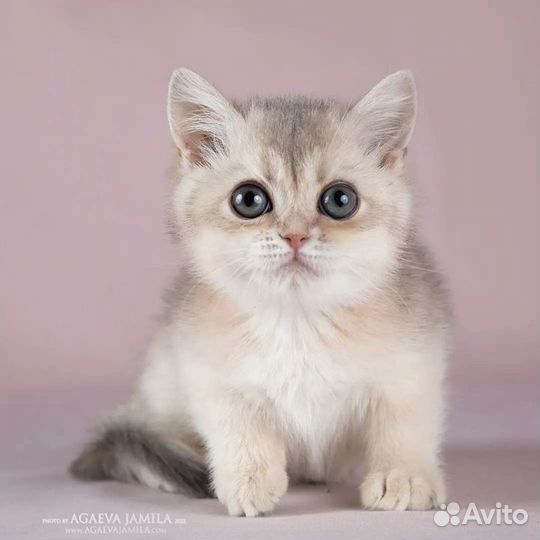 Девочка золотое голубое золото ay11