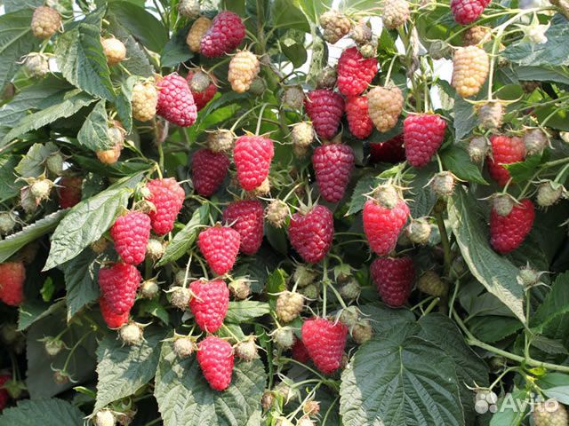 Малина Амира, ремонтантная