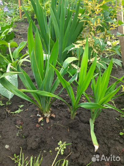 Юкка, спирея