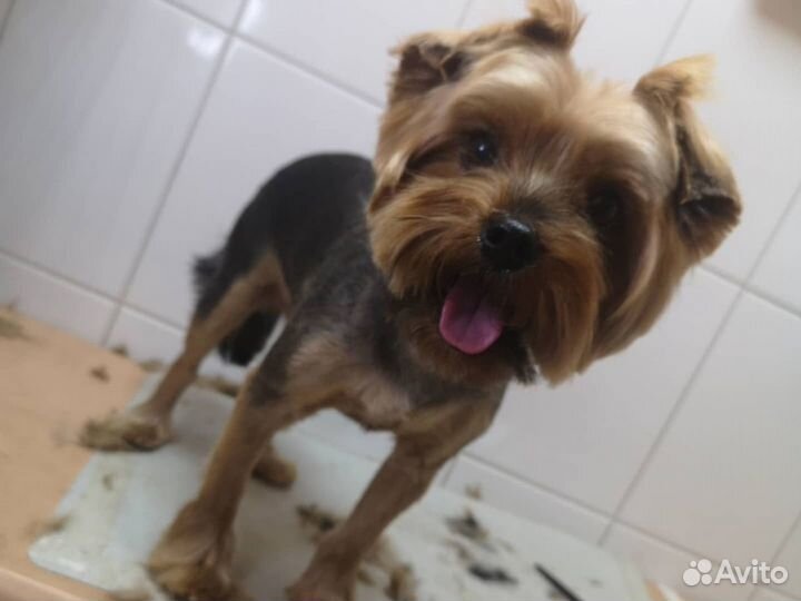 Грумер (груминг, стрижка кошек и собак)