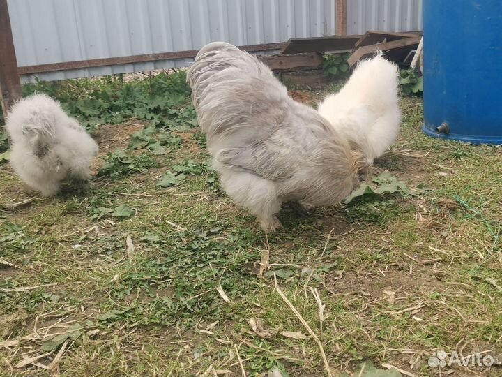 Инкубационное яйцо китайской шёлковой курицы