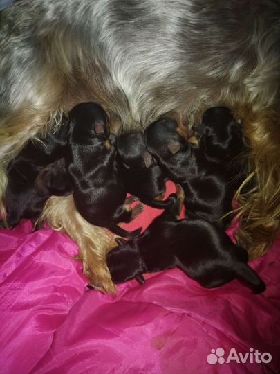 Йоркширский терьер