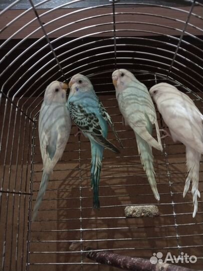 Птенцы, волнистого попугая