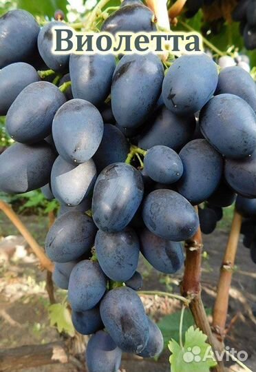 Зимостойкий и неукрывной виноград