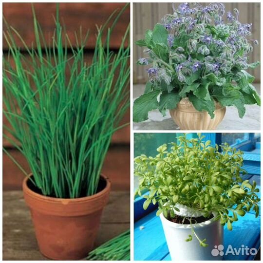 Семена зелени для балкона и подоконника