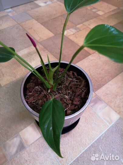 Антуриум Зизу