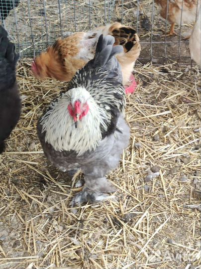 Петухи породы брама