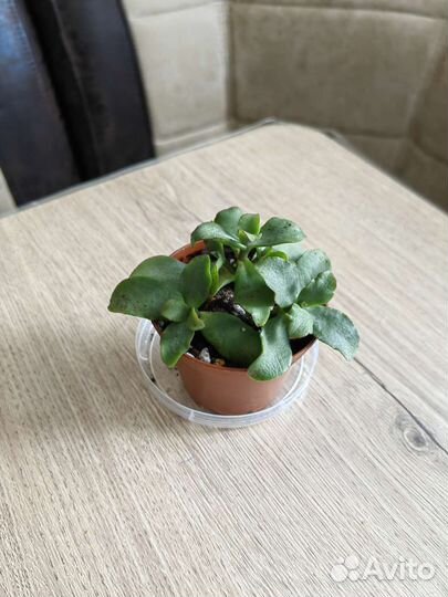 Комнатные растения, Крассулы Обновлён 14/09