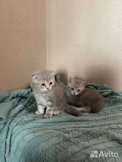 Шотландские котята
