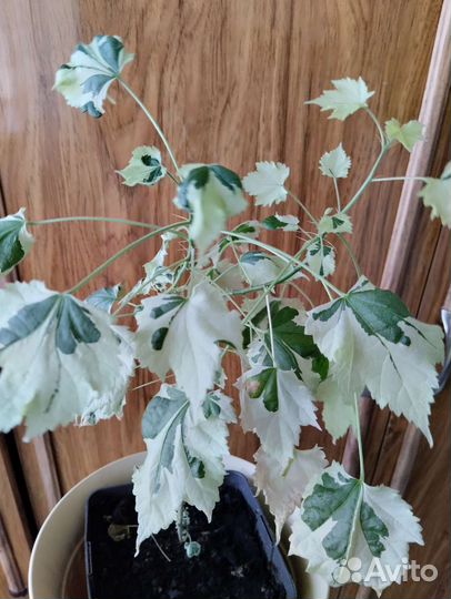 Абутилон белый